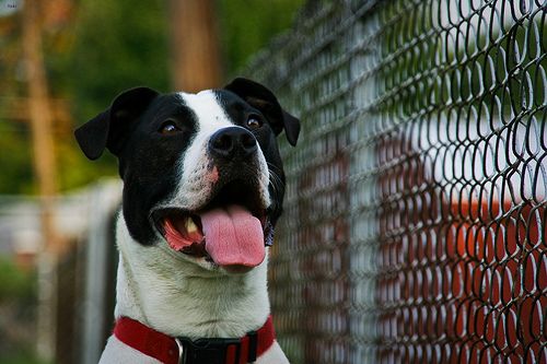 Lost American Pit Bull Terrier black named Bear in Surrey