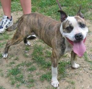 Lost American Pit Bull Terrier brown and white named Rocky in Chilliwack