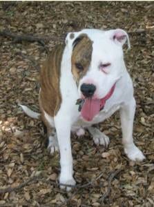 Lost American Pit Bull Terrier golden named Charlie in St. Catharines