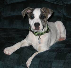 Lost American Pit Bull Terrier white named Cooper in Toronto