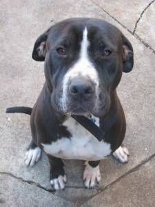 Lost American Pit Bull Terrier golden named Buddy in Medicine Hat
