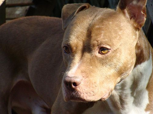 Lost American Pit Bull Terrier brown named Molly in Saanich