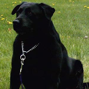 Lost American Pit Bull Terrier black and white named Charlie in Okotoks