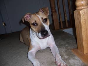 Lost American Pit Bull Terrier tan named Molly in Toronto