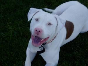 Lost American Pit Bull Terrier golden named Max in Toronto