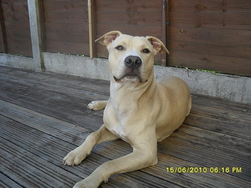 Lost American Pit Bull Terrier brown named Rocky in Okotoks