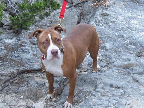 Lost American Pit Bull Terrier cream named Sadie in Mascouche