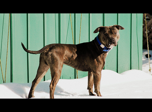 Lost American Pit Bull Terrier tan named Nala in Whitehorse