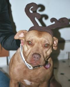 Lost American Pit Bull Terrier white named Bentley in Saanich