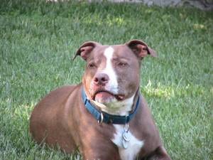 Lost American Pit Bull Terrier black named Rosie in Toronto