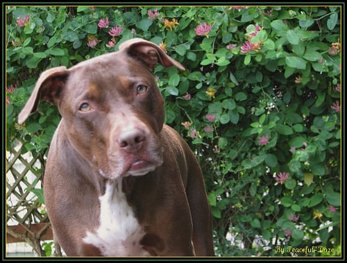 Lost American Pit Bull Terrier brown and white named Lucy in Vancouver
