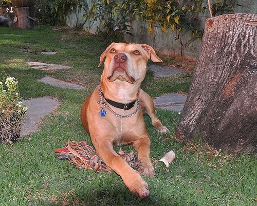 Lost American Pit Bull Terrier cream named Duke in Winnipeg