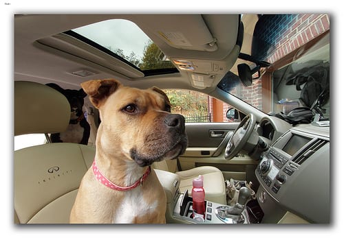 Lost American Pit Bull Terrier chocolate named Daisy in Mission