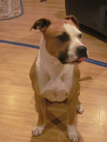 Lost American Pit Bull Terrier golden named Buddy in Montréal
