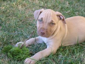 Lost American Pit Bull Terrier brown and white named Winston in Vancouver