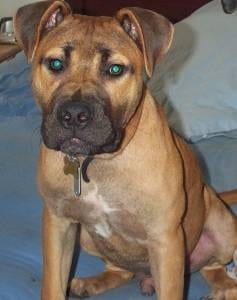 Lost American Pit Bull Terrier black named Bailey in Georgina