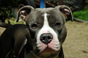 Lost American Pit Bull Terrier grey named Maggie in Markham