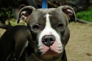 Lost American Pit Bull Terrier golden named Bentley in Beaumont