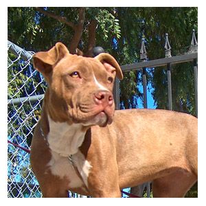 Lost American Pit Bull Terrier cream named Zoey in Ottawa
