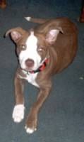 Lost American Pit Bull Terrier brown and white named Cooper in Edmonton