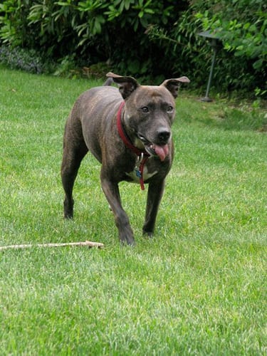 Lost American Pit Bull Terrier black named Leo in Edmonton