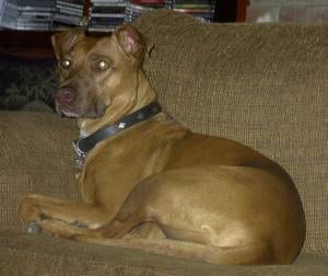 Lost American Pit Bull Terrier grey named Daisy in Spruce Grove