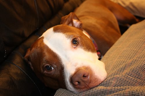 Lost American Pit Bull Terrier brown named Duke in Saint-Hyacinthe