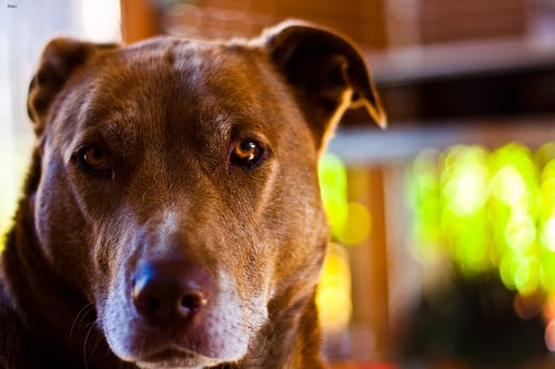 Lost American Pit Bull Terrier white named Luna in Belleville