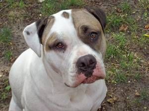 Lost American Pit Bull Terrier golden named Oliver in Edmonton
