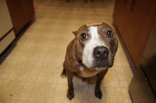 Lost American Pit Bull Terrier golden named Charlie in Windsor