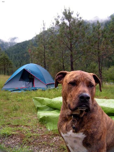 Lost American Pit Bull Terrier cream named Max in Aurora