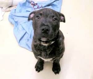 Lost American Pit Bull Terrier black named Winston in Martensville