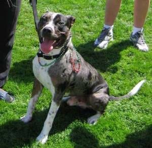 Lost American Pit Bull Terrier brown named Maggie in Medicine Hat
