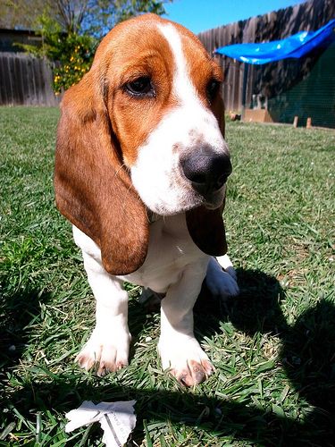 Lost Basset Hound brown named Rosie in Terrebonne
