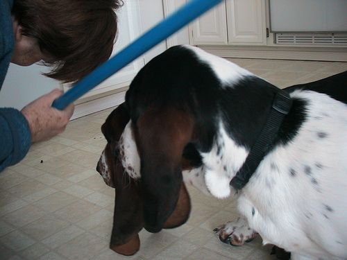 Lost Basset Hound golden named Rocky in Montréal