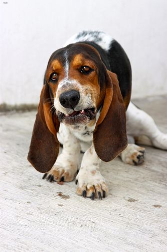 Lost Basset Hound cream named Nala in Kentville