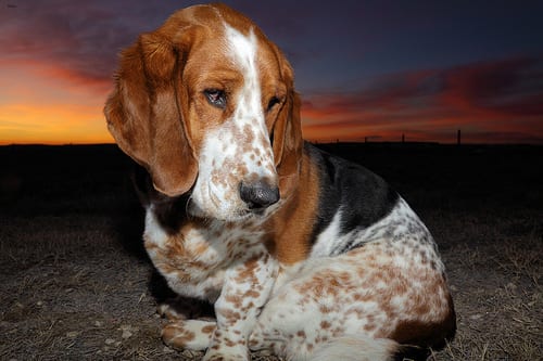 Lost Basset Hound tan named Cooper in Halifax