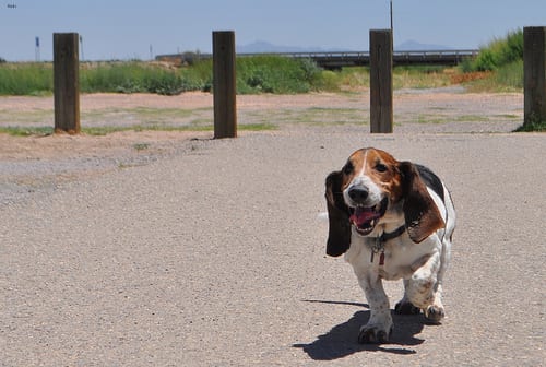 Lost Basset Hound brown named Charlie in Markham