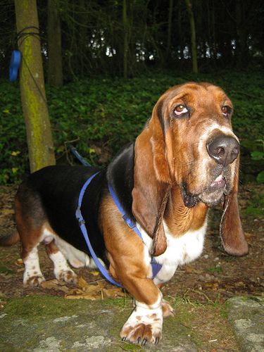 Lost Basset Hound tan named Luna in Amherst
