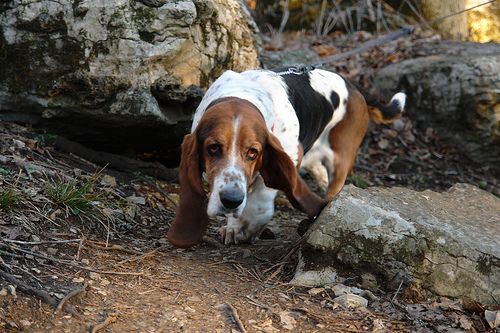 Lost Basset Hound brown and white named Max in North Battleford