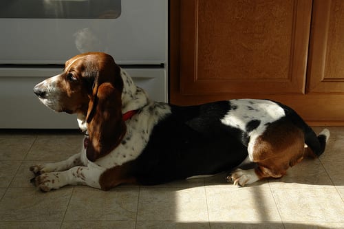 Lost Basset Hound brown named Cooper in Toronto
