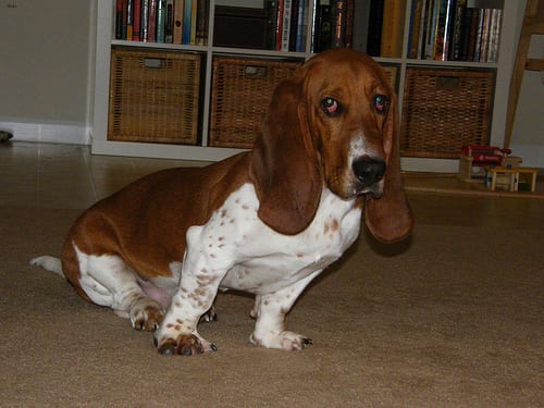 Lost Basset Hound tan named Luna in Saint-Hyacinthe