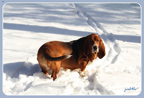Lost Basset Hound black named Finn in Prince Rupert