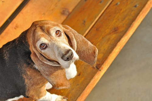 Lost Basset Hound chocolate named Oliver in Grande Prairie