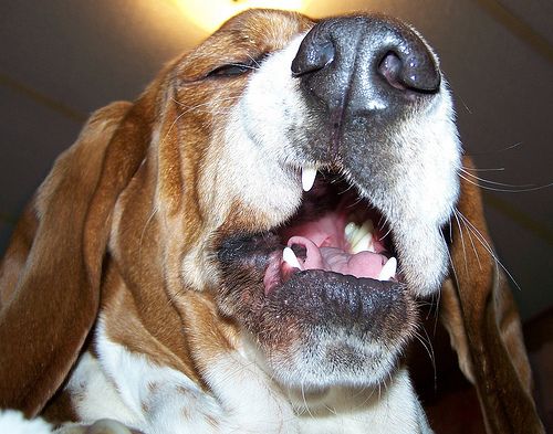 Lost Basset Hound chocolate named Bailey in Corner Brook