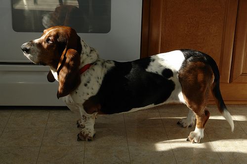 Lost Basset Hound black and white named Daisy in Richmond
