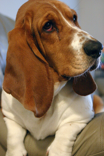 Sadie