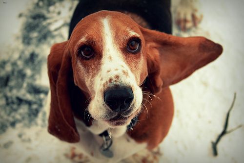 Lost Basset Hound brown named Sadie in Saskatoon