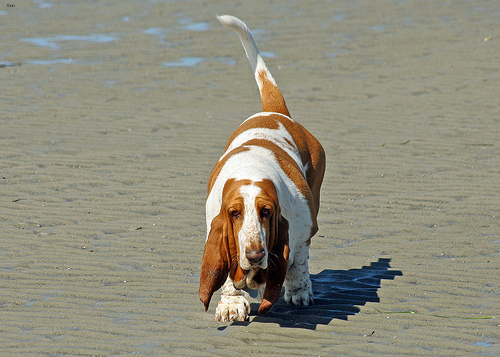 Oliver