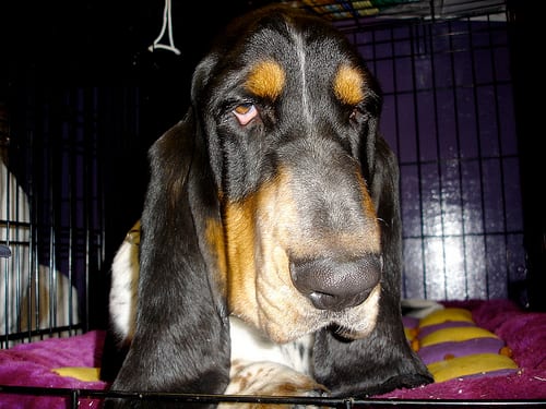 Lost Basset Hound tan named Luna in Prince Albert